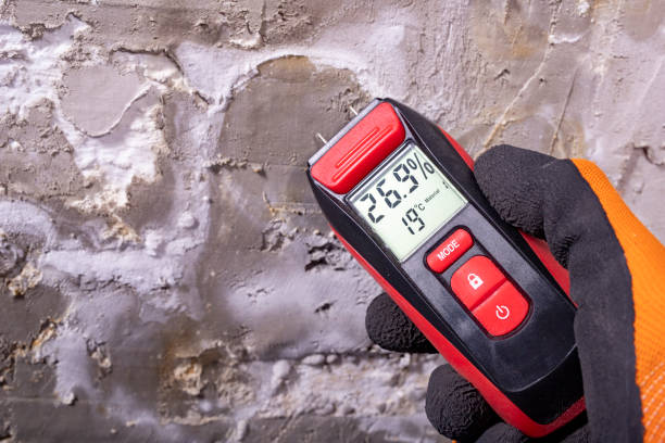 Best White Mold Remediation in Key Biscayne, FL