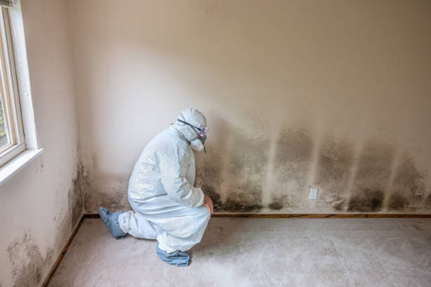 Best Mold Testing and Inspection Services in Key Biscayne, FL