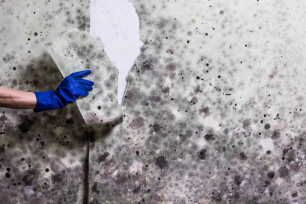 Best Mold Remediation for Schools in Key Biscayne, FL