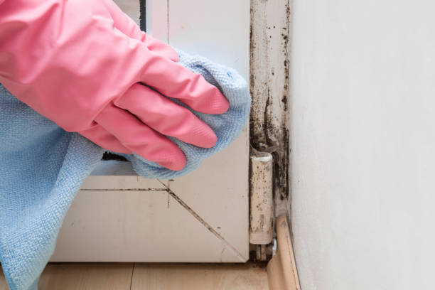 Best Mold Testing and Inspection Services in Key Biscayne, FL
